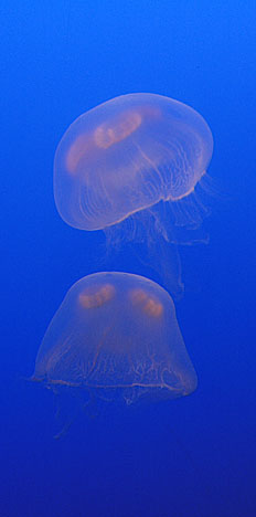 Jelly Fish