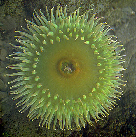 Anemone